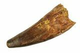 Real Fossil Spinosaurus Tooth - Beastly Dinosaur Tooth #351507-1